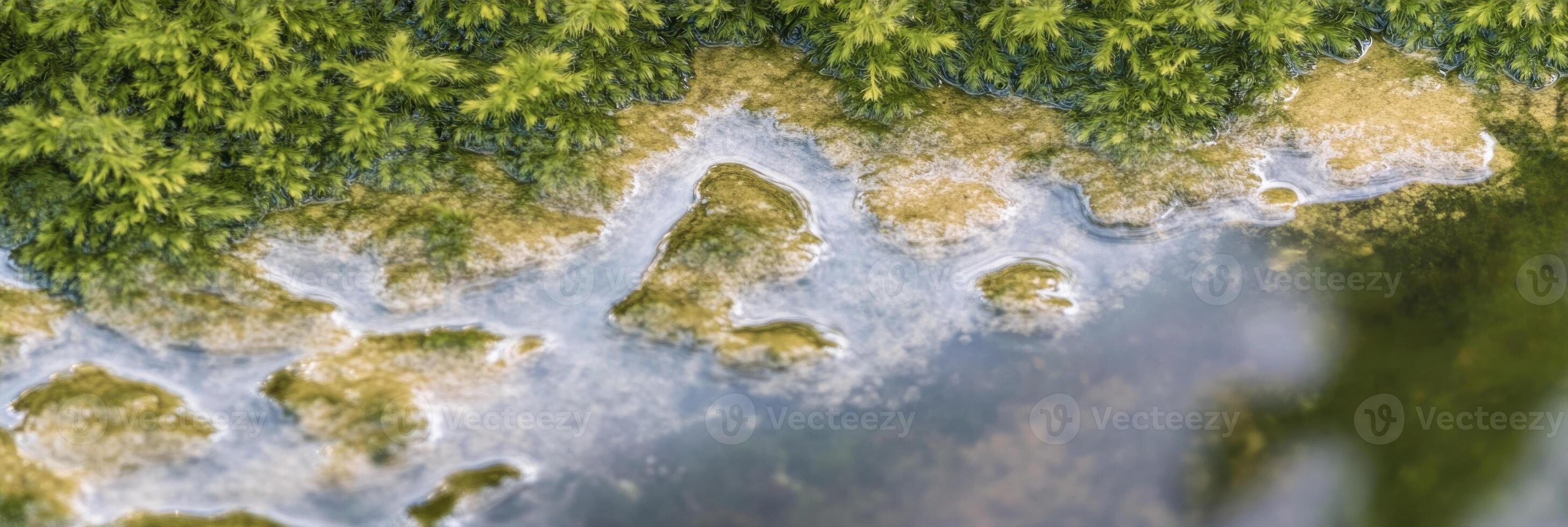 Aerial view of lush greenery and riverbank with calm water flowing photo