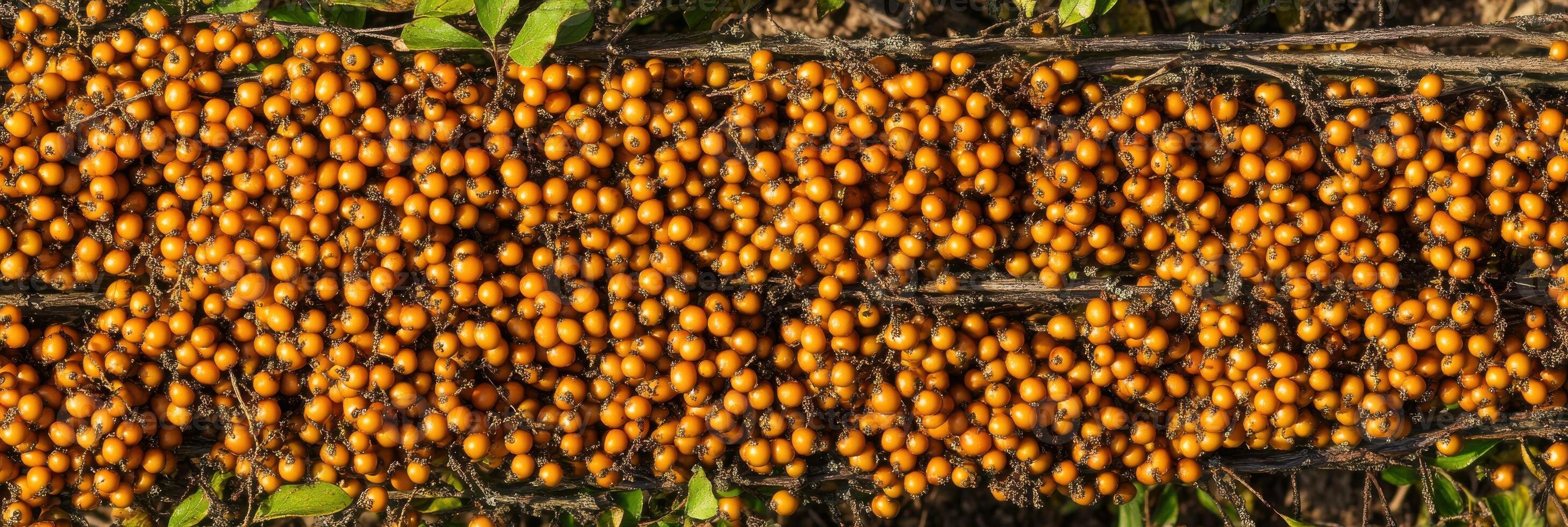 Abundant sea buckthorn berries on branches in a natural setting photo