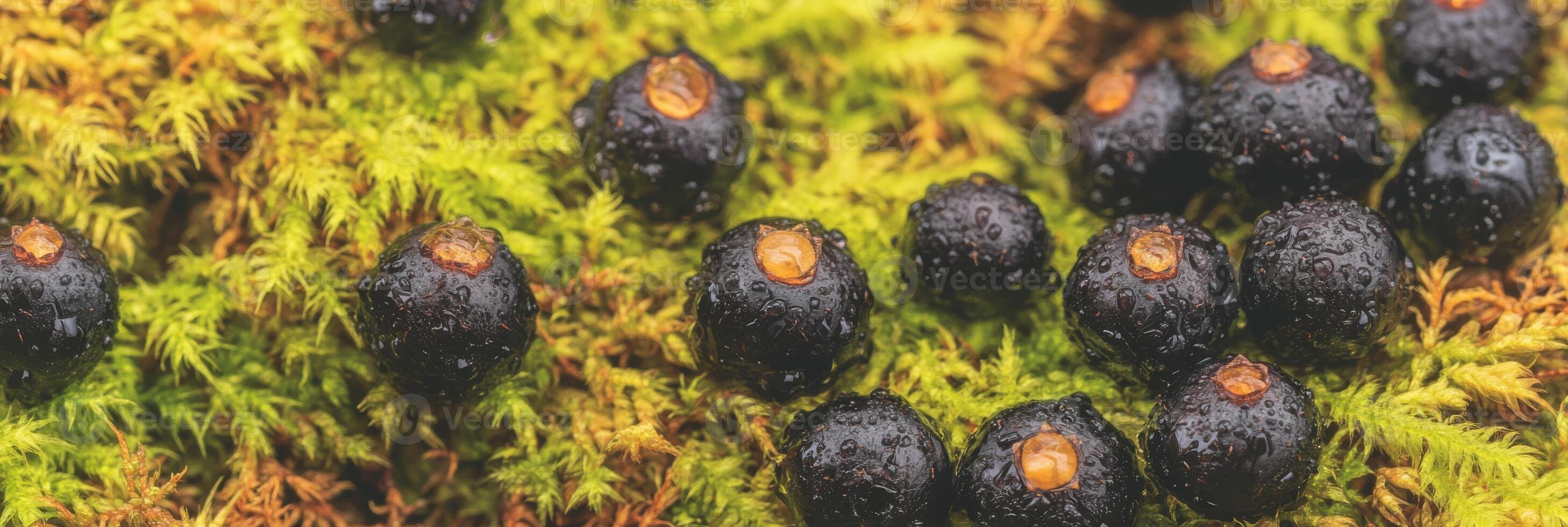 Fresh black berries resting on vibrant moss in a lush forest setting photo