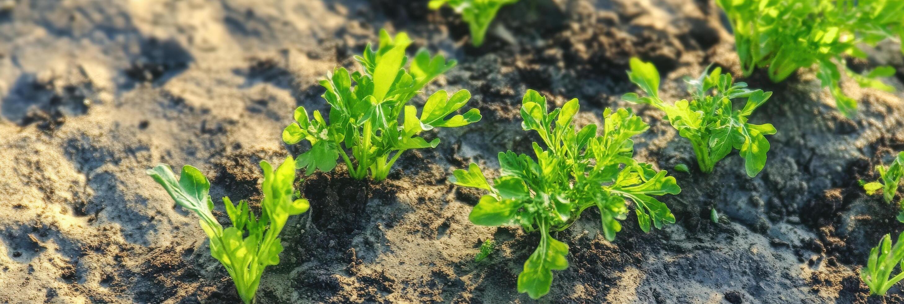Young spinach plants emerging from soil in sunny garden morning light photo