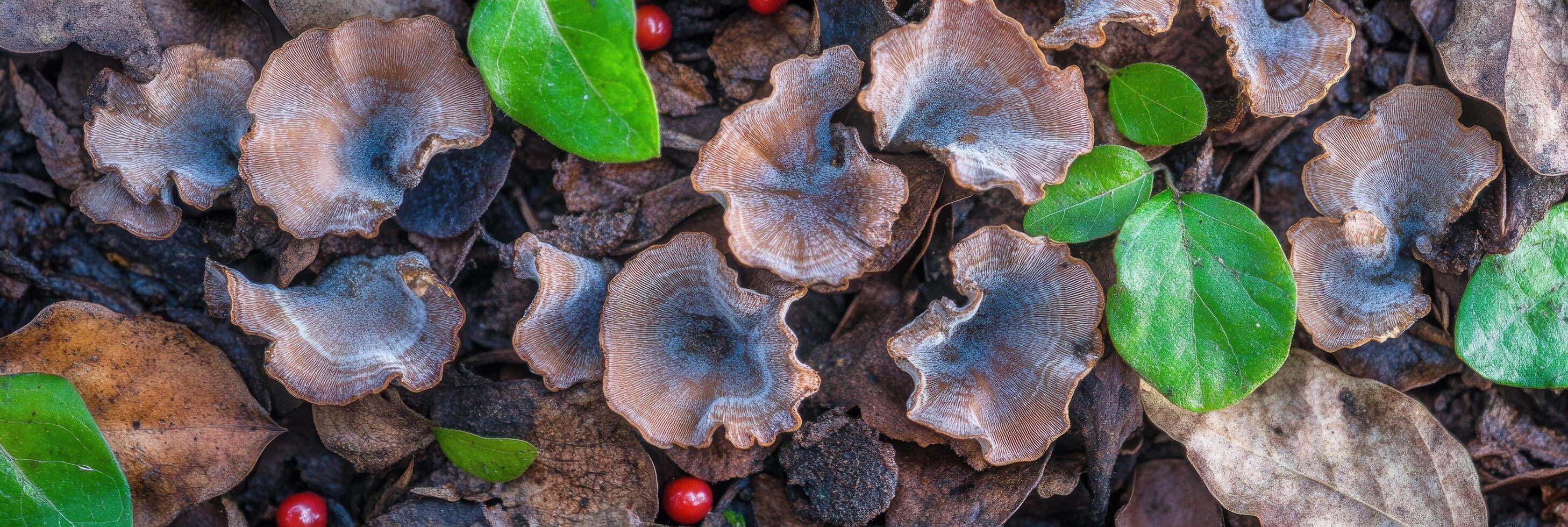 Close-up of forest floor featuring mushrooms, leaves, and red berries in natural setting photo