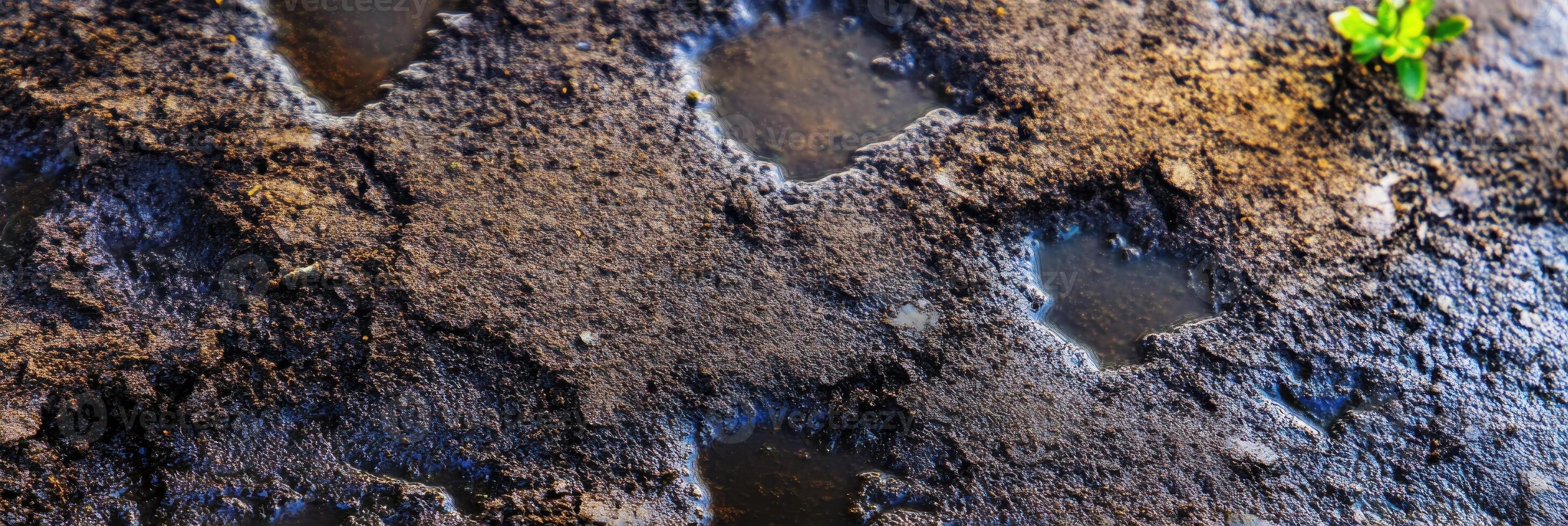 Close-up of wet soil with small water puddles and budding green plant growth photo