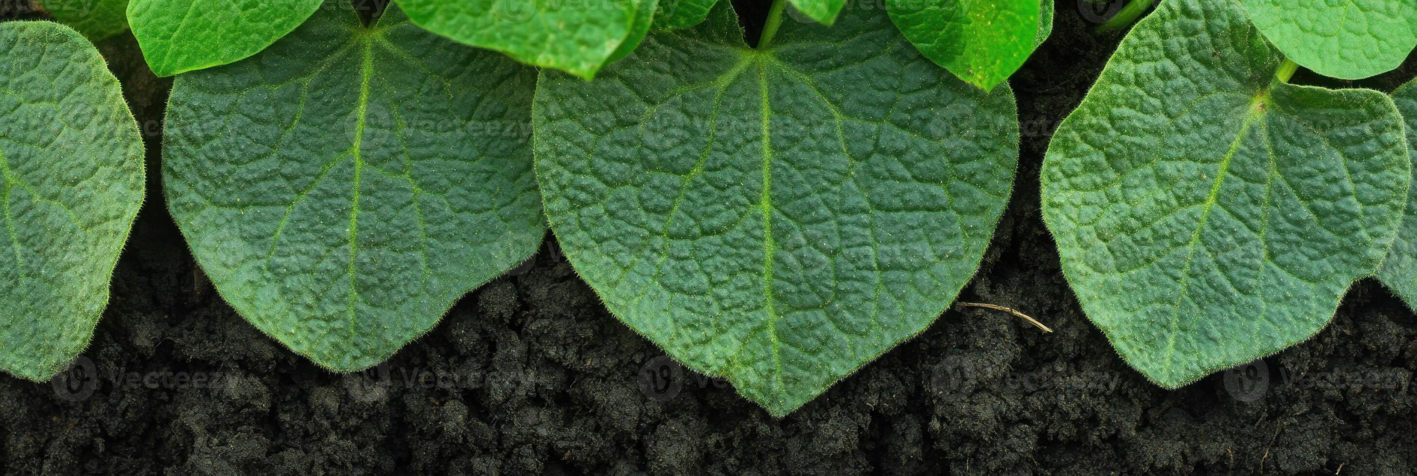 Close-up of fresh green plant leaves on black soil, highlighting natural texture and growth photo