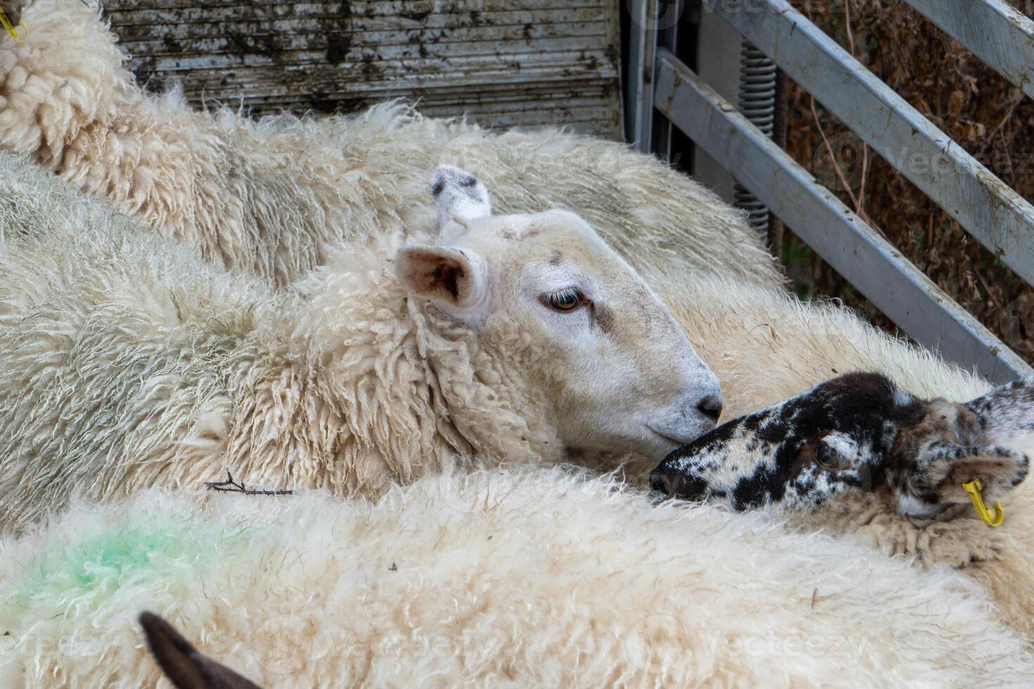 UK Lleyn Welsh Sheep Fence photo