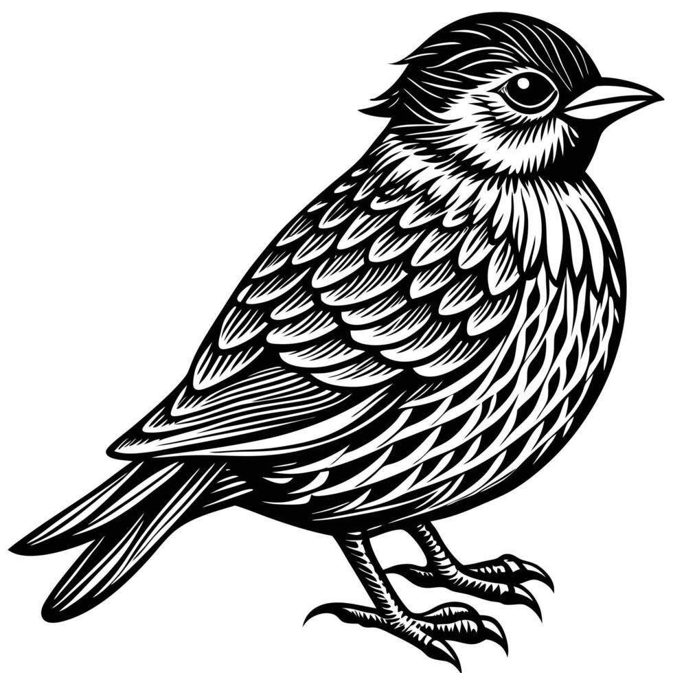 Sparrow Detailed Engraving of Bird vector