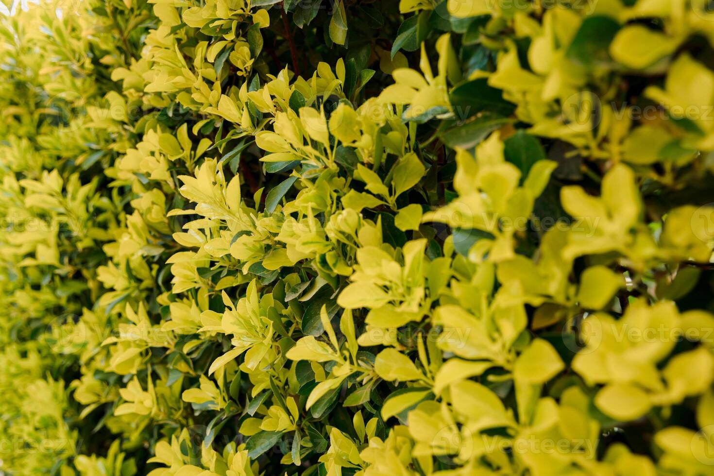 Euonymus japonicus eldorado. Euonymus in garden, decorative bright bush photo