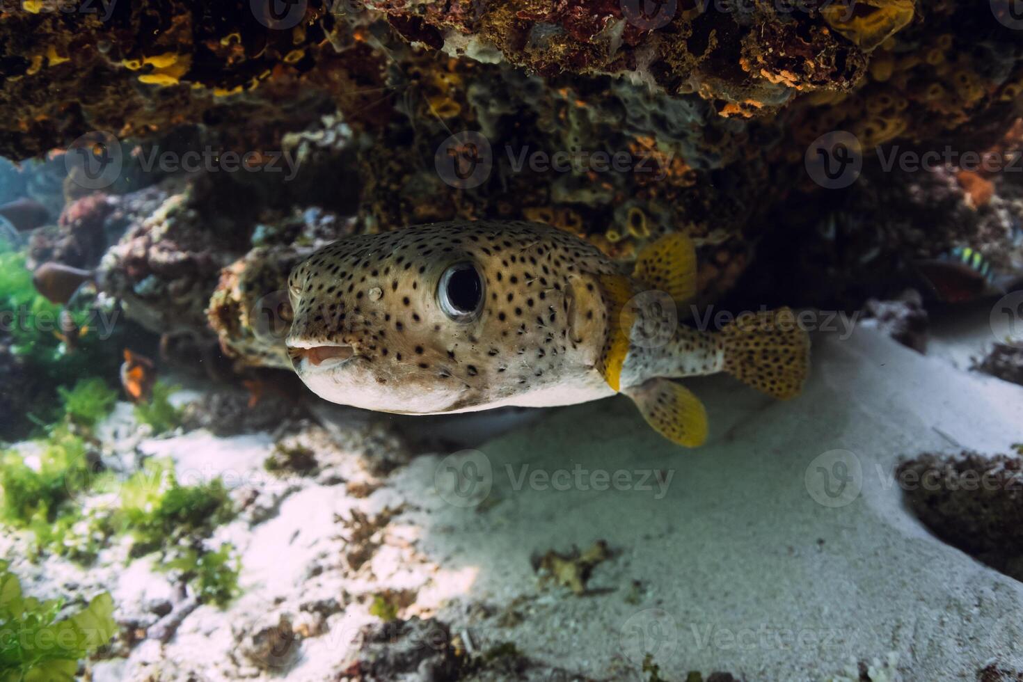 Fugu fish swims close up under coral reef rock in tropical sea photo