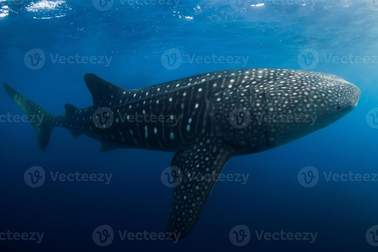 Whale shark in blue ocean. Giant whale shark swimming underwater in tropical waters photo
