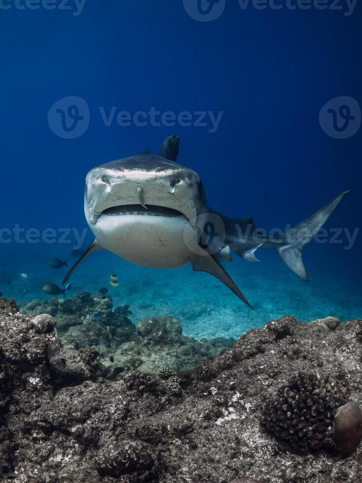 Tiger shark underwater in ocean. Shark may attack photo