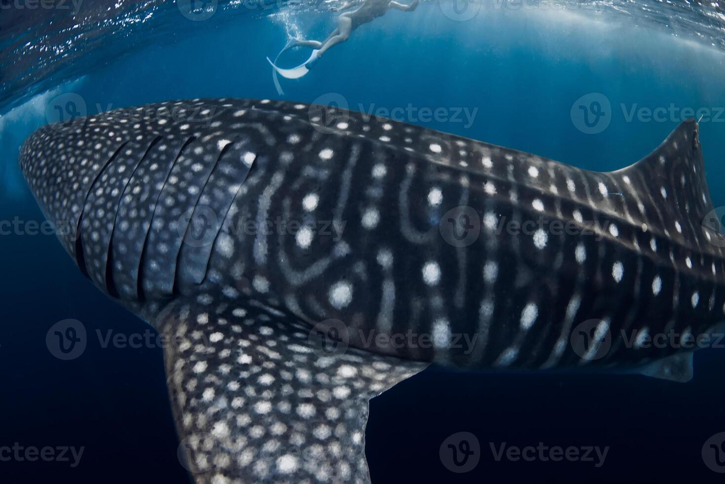 Bigger whale shark swims close up in blue sea. photo