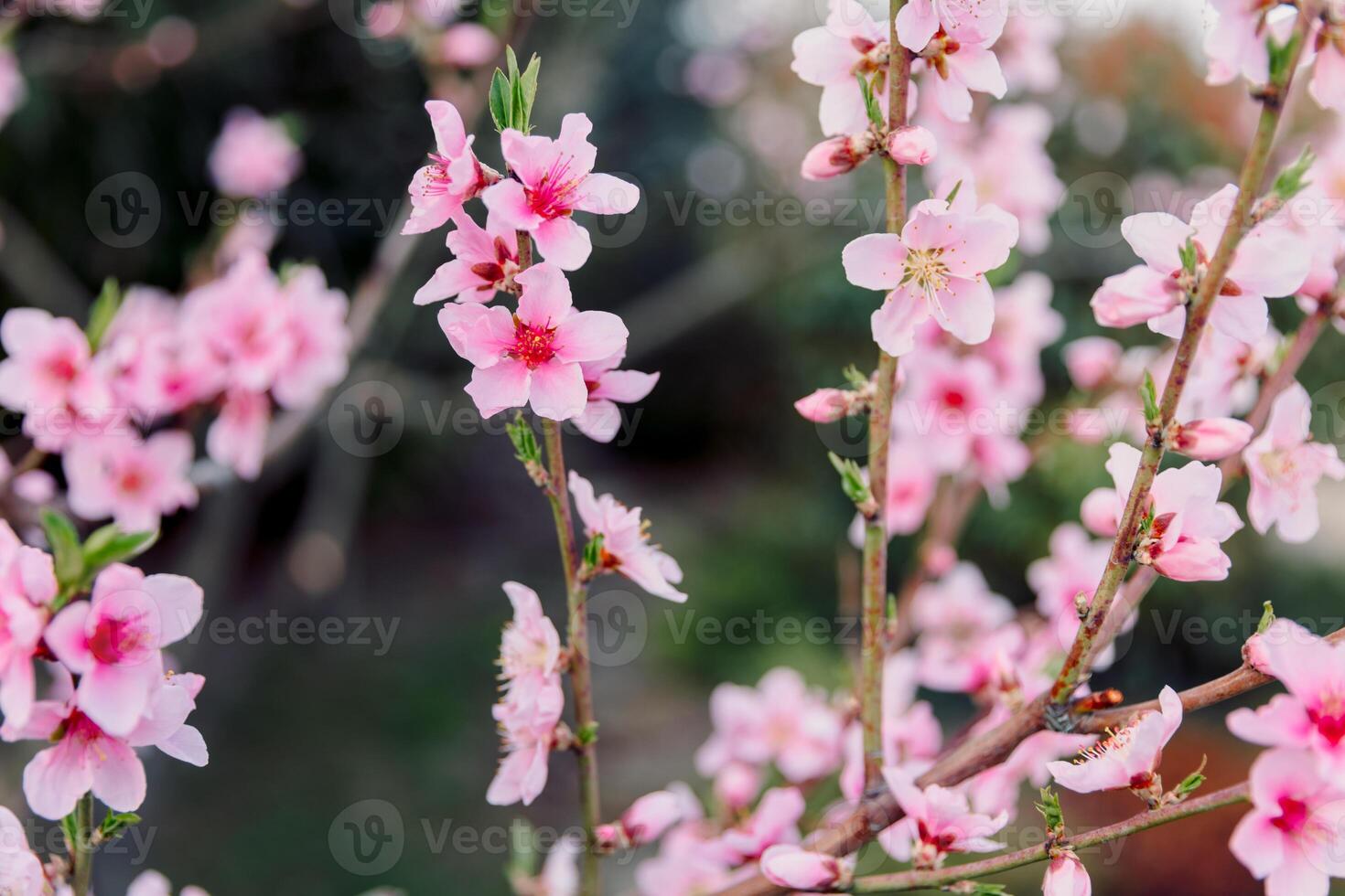 Spring time peach blossoms in full bloom, delicate pink flowers on branches. Dreamy and romantic natural scene. photo
