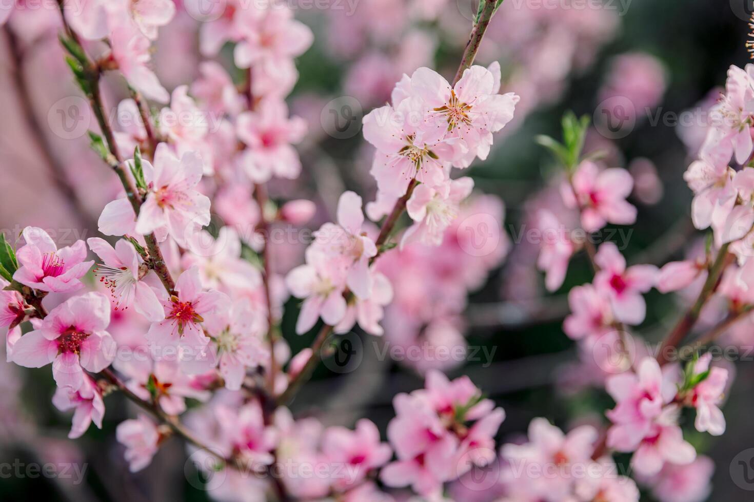 Peach blossoms in full bloom, delicate pink flowers on branches. Springtime dreamy and romantic scene. photo