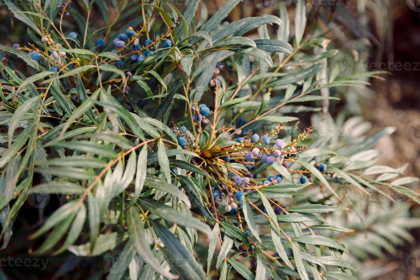 Mahonia eurybracteata with berries in spring time, close up photo