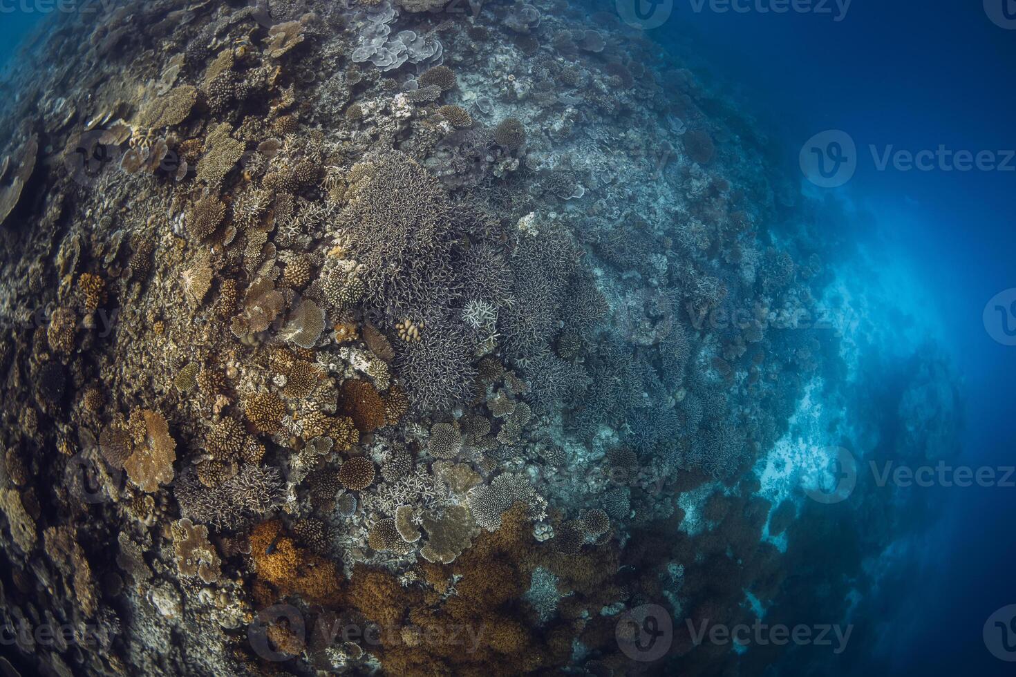 Amazing corals in blue ocean in Maldives. Underwater panorama photo