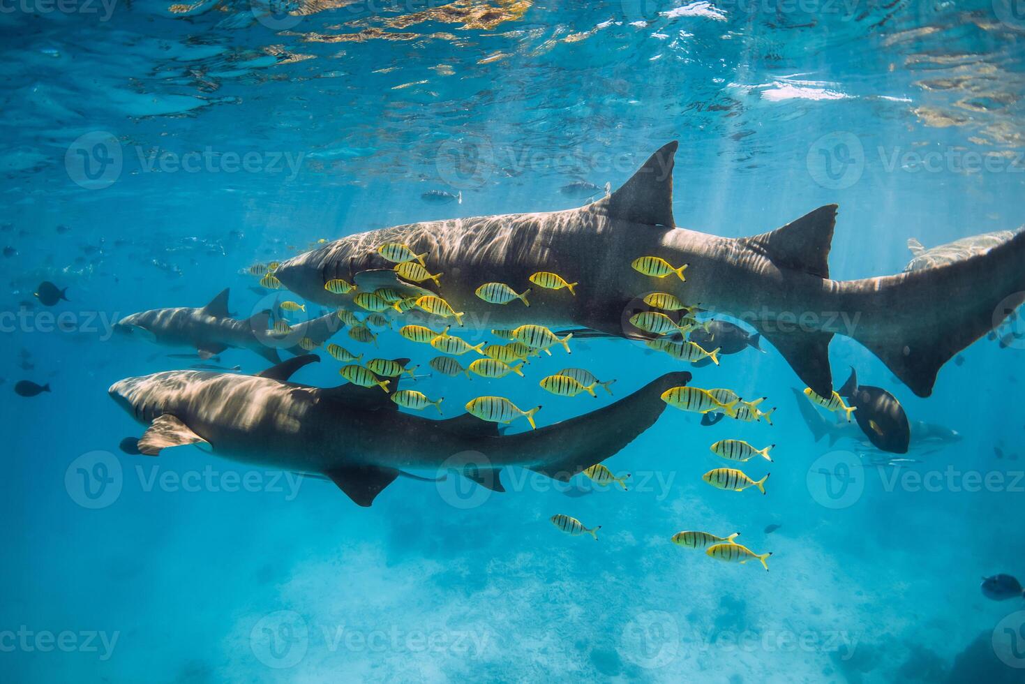Sharks swims with yellow fish in sea. Nurse sharks underwater in blue ocean photo