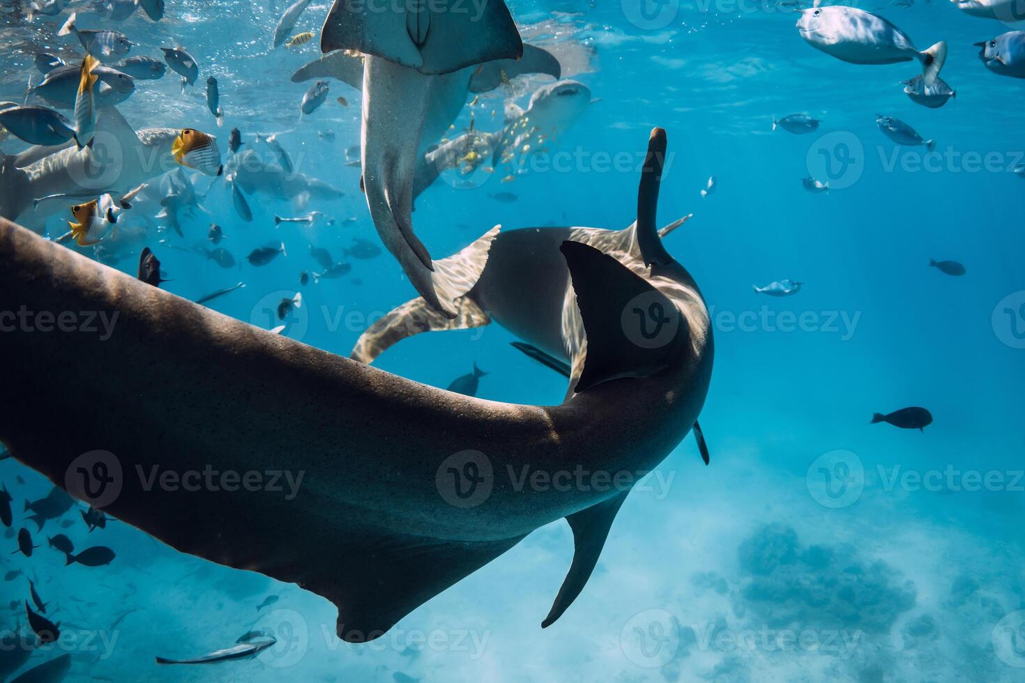Nurse shark tail fin close up and fish underwater in blue ocean. photo