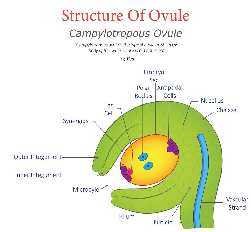 Campylotropous Ovule Diagram Displaying Curved Structure with Labeled Parts vector
