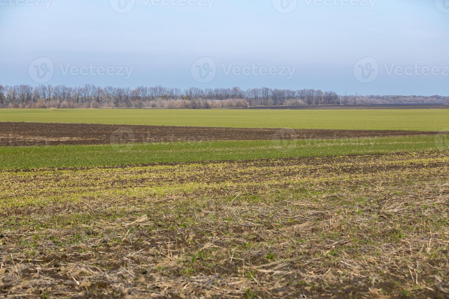 Cultivated field showing different stages of growth in spring photo