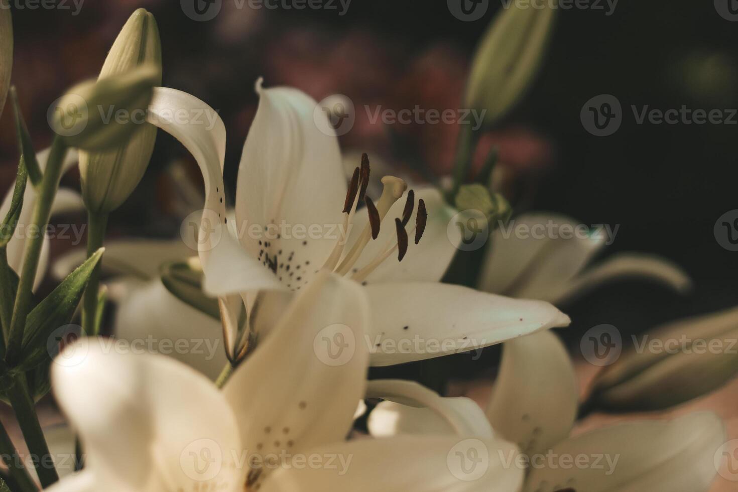 White lily bushes close-up garden. photo