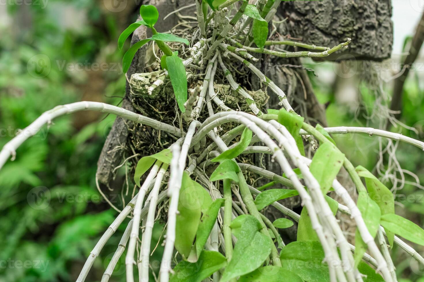 Dendrobium wild orchid plant in tropical - forest. photo