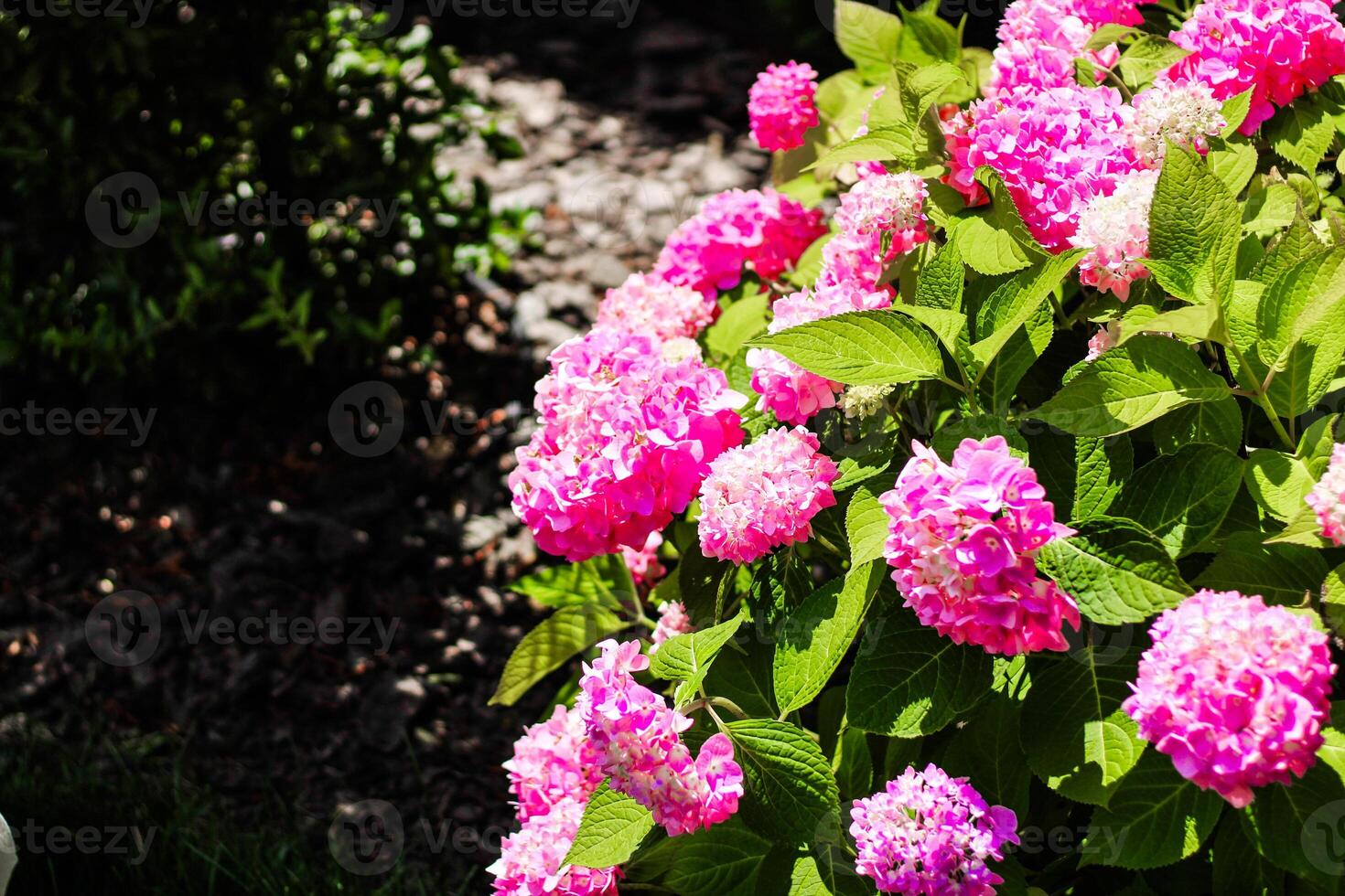 Close up of pink hydrangea bushes in the garden photo