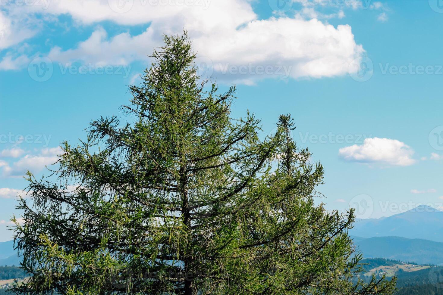 Tall evergreen tree stands against a blue sky with fluffy clouds and distant mountains photo