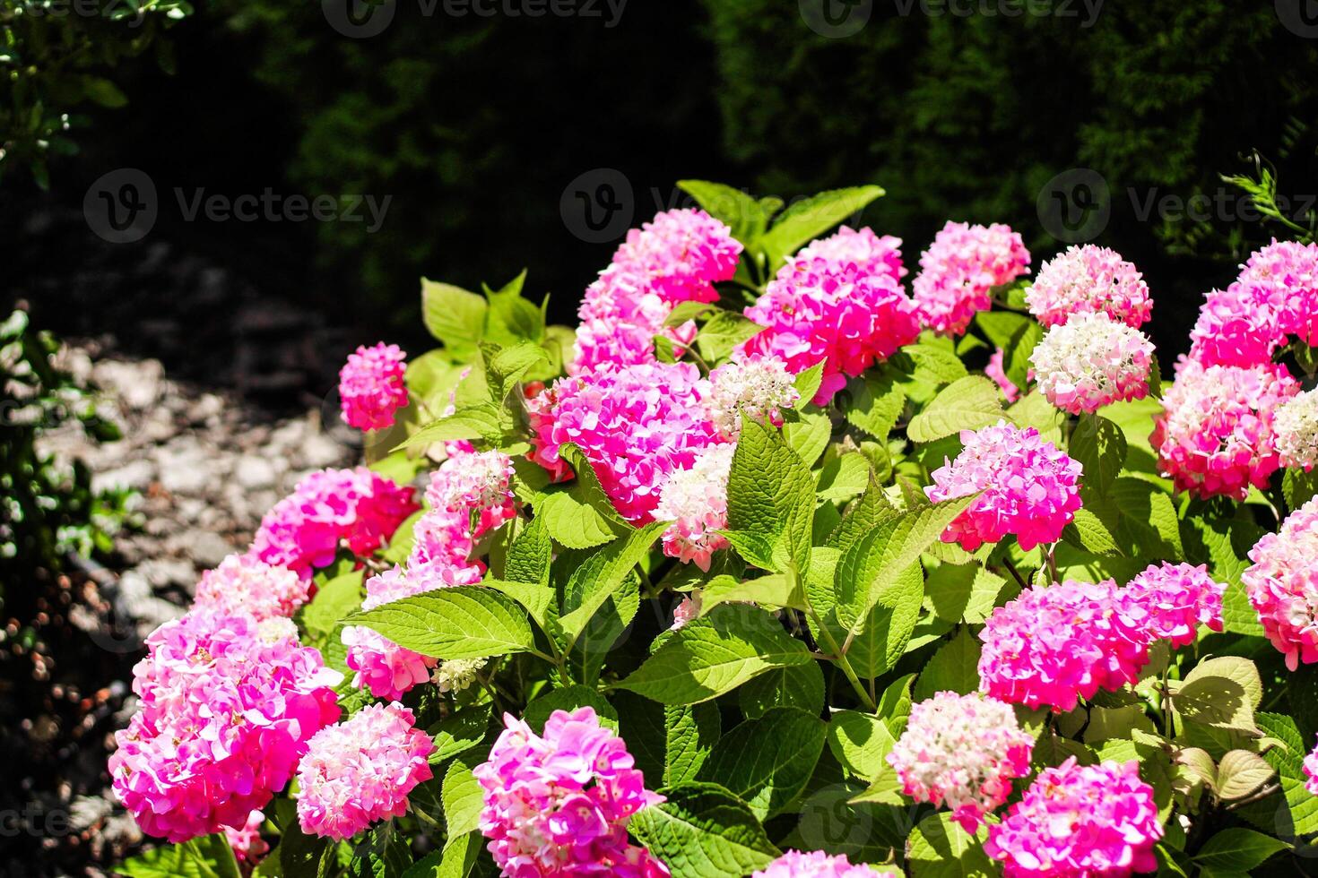 Close up of pink hydrangea bushes in garden photo