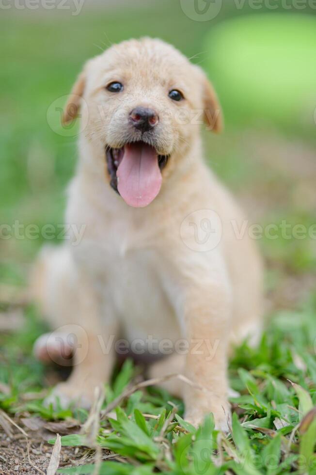 Adorable Light Yellow Puppy Sitting on Grass with Happy Expression photo