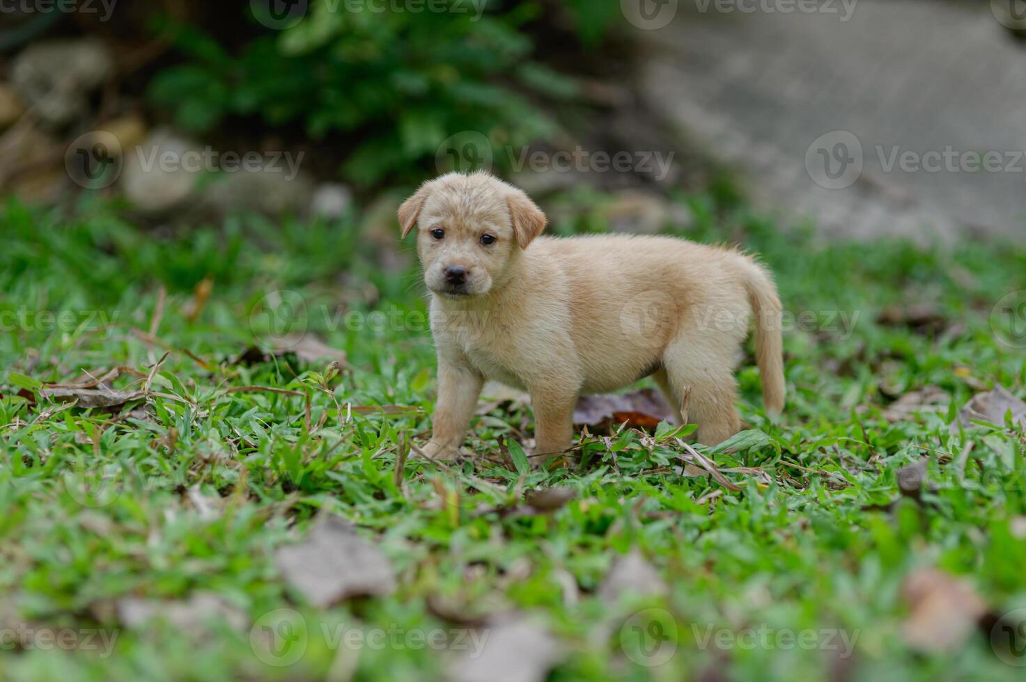 Cute Light-Colored Puppy Exploring Green Grass in Nature photo
