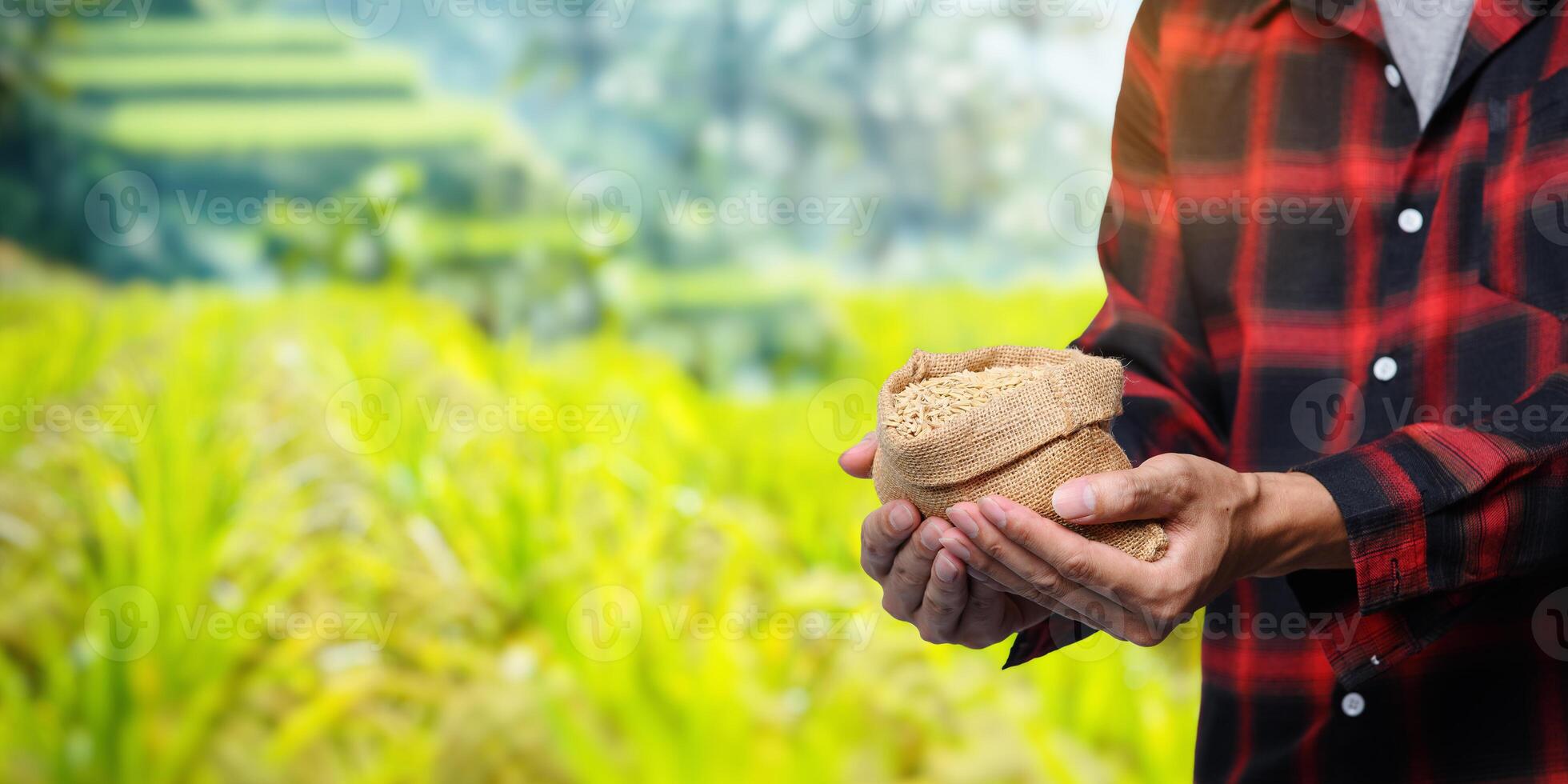 Farmer Holding Rice in Hand with Green Fields in Background photo