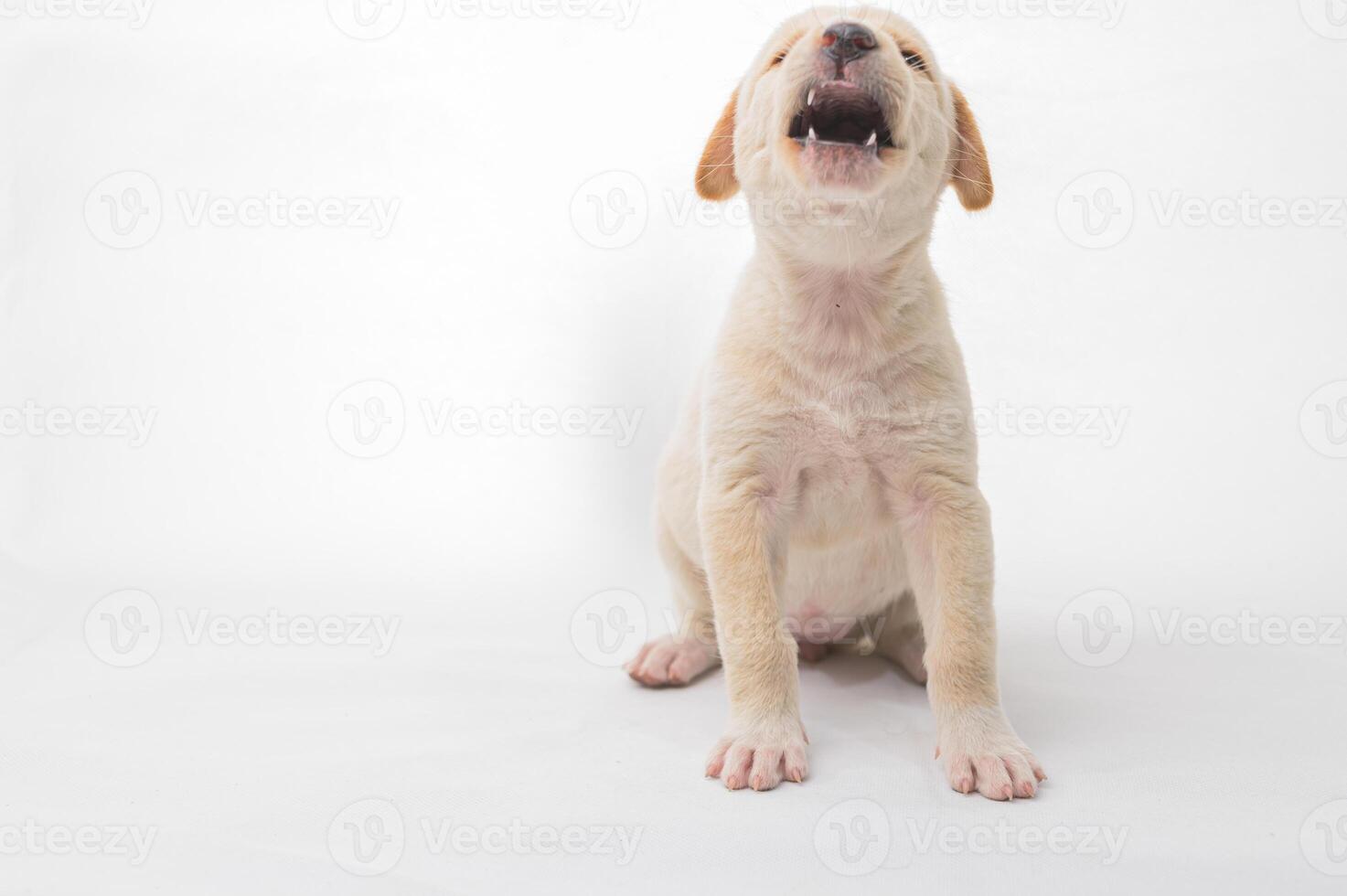 Playful Puppy Joyfully Barking with Open Mouth on White Background photo