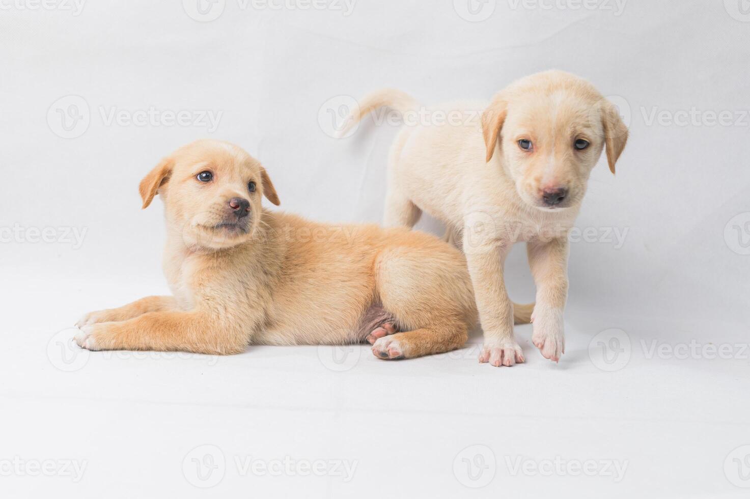 Playful Yellow Puppies on White Background Enjoying Their Time photo