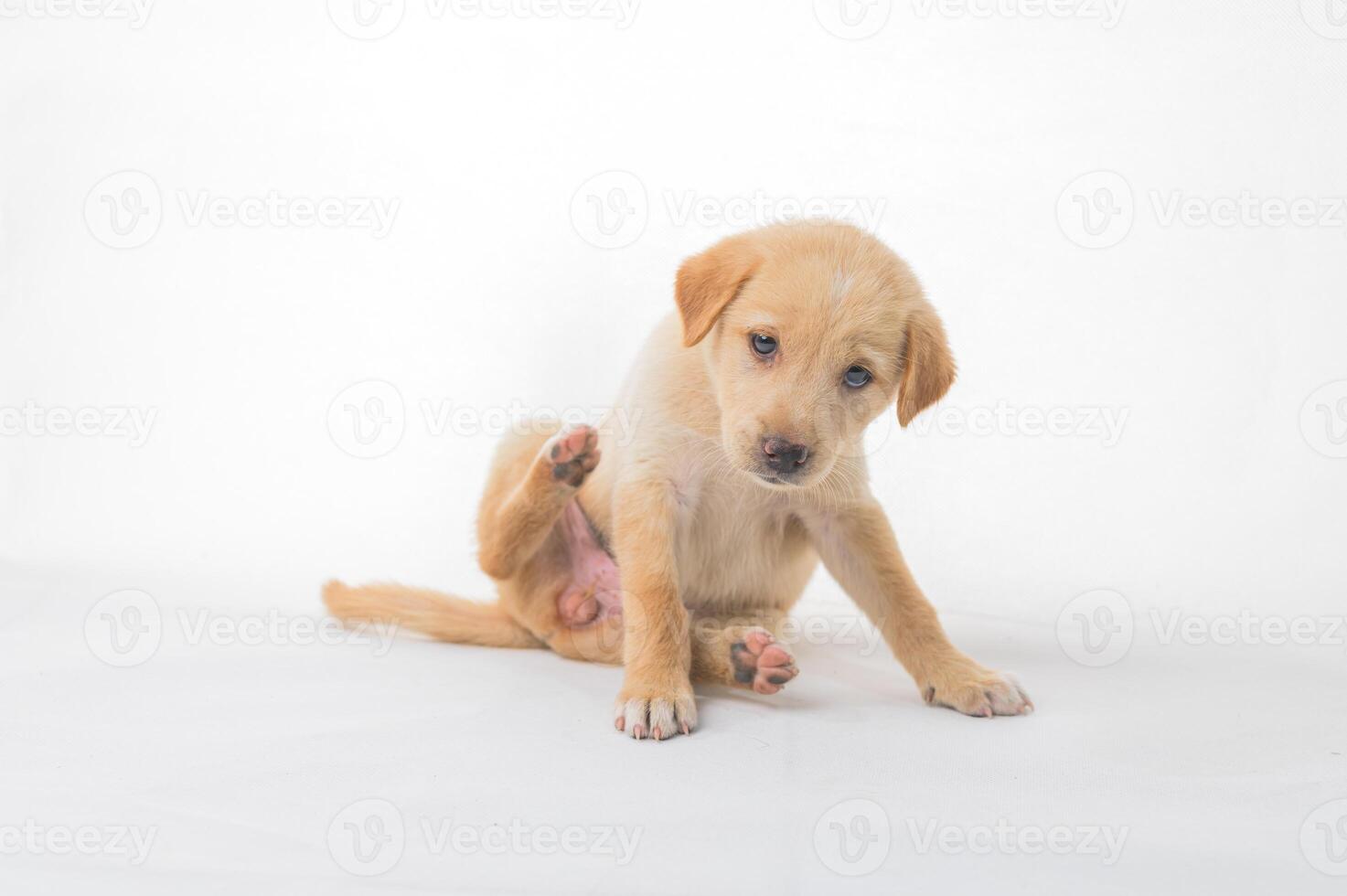 Playful Puppy Scratching Its Ear on White Background photo