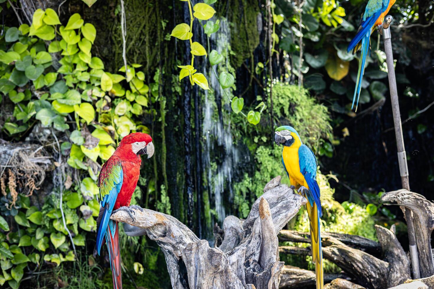 Pair of parrot Macaw sitting on the branch and green tree photo