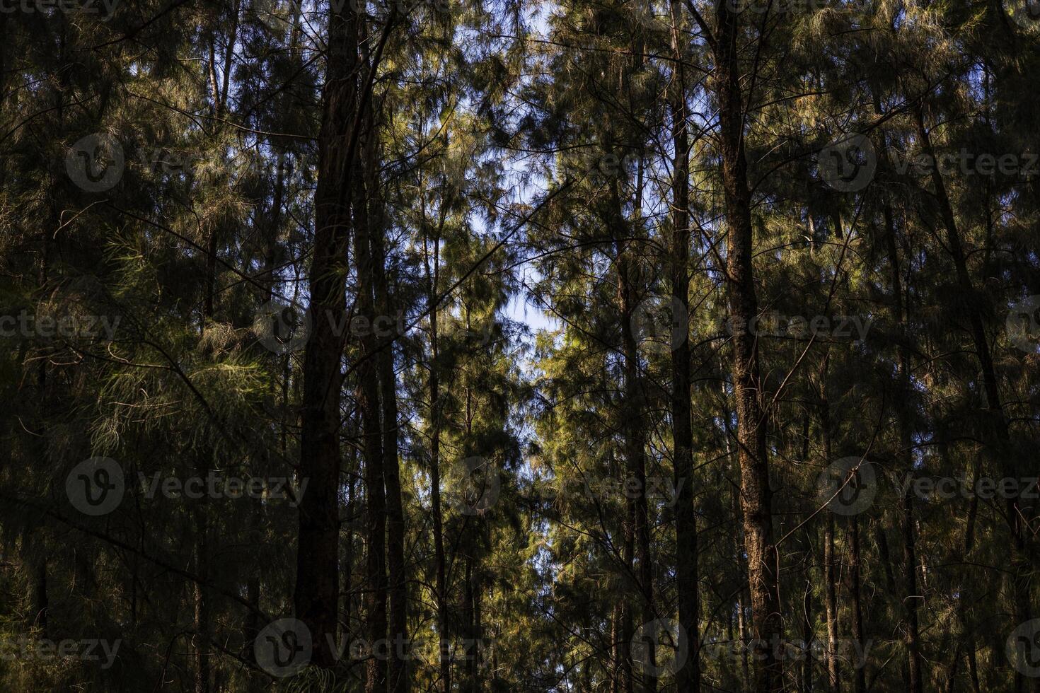 Pine Tree Trunks In Forest photo