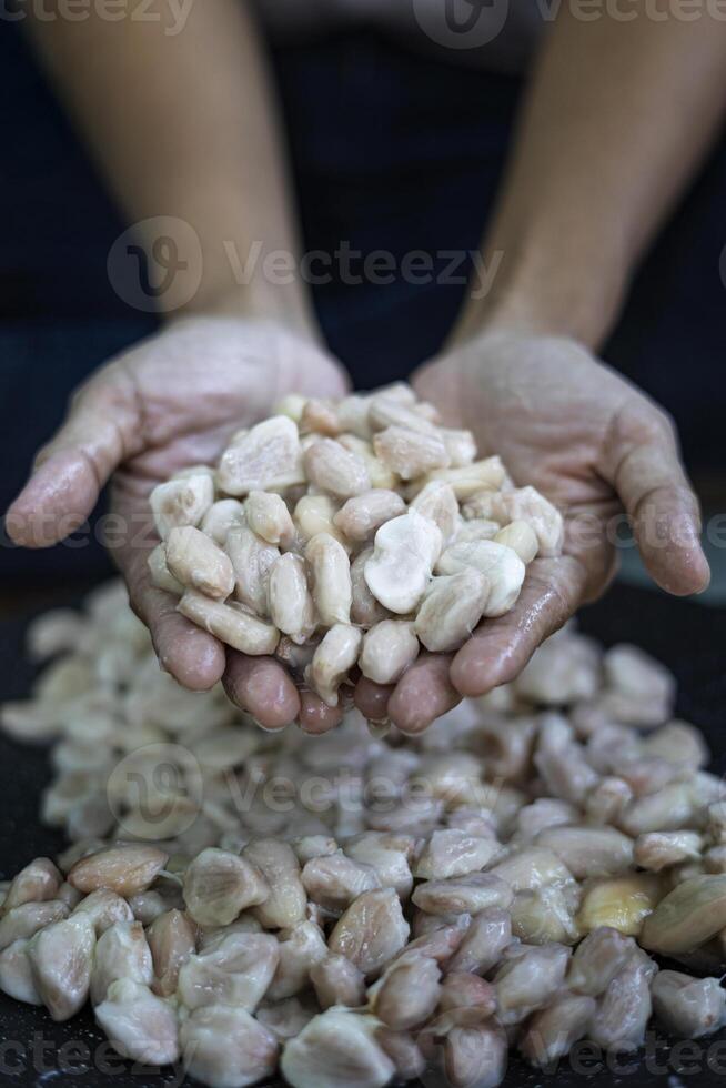 Holding Ripe Cocoa Beans In Hand photo