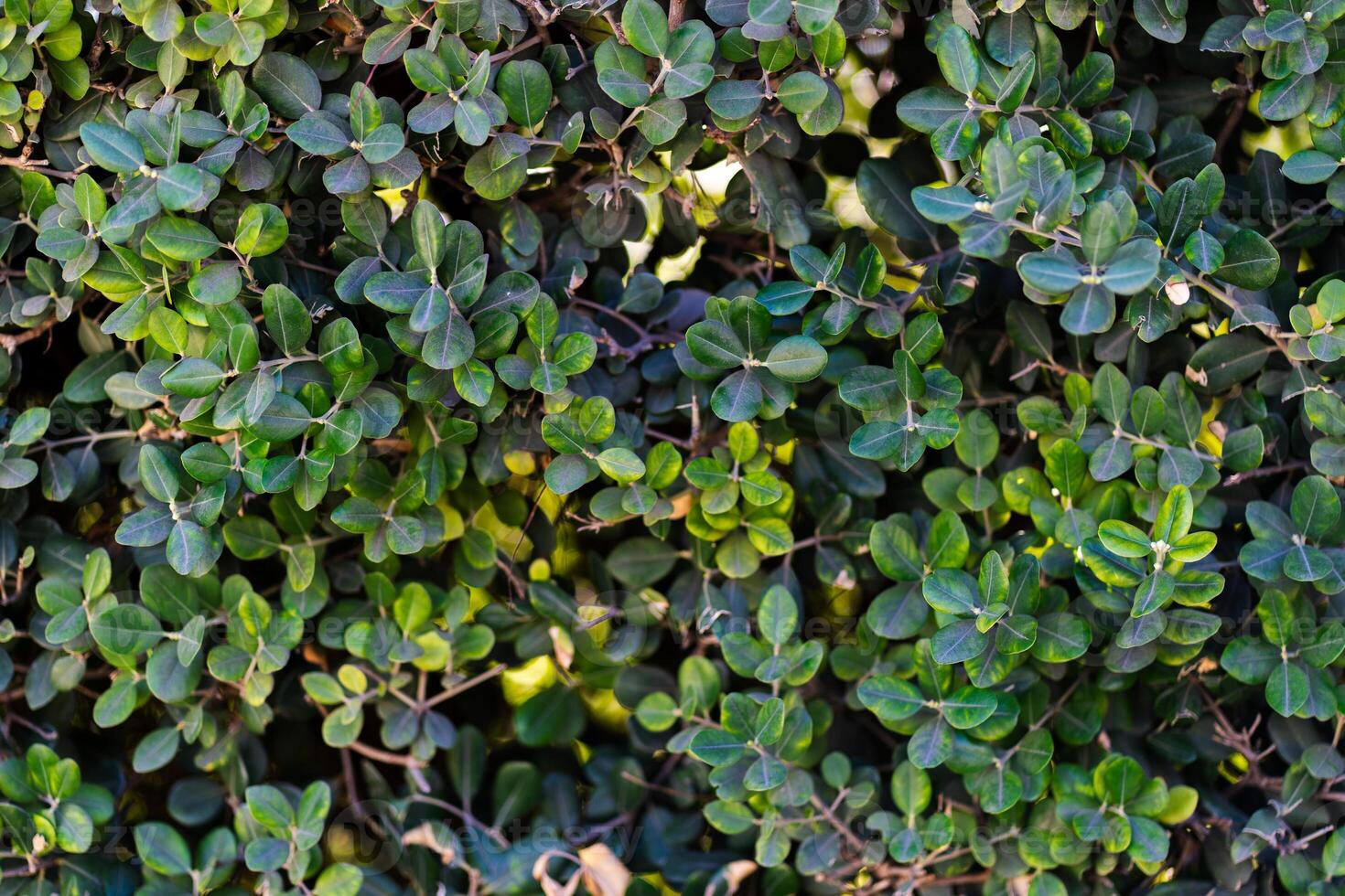 Green leaves pattern background closeup photo