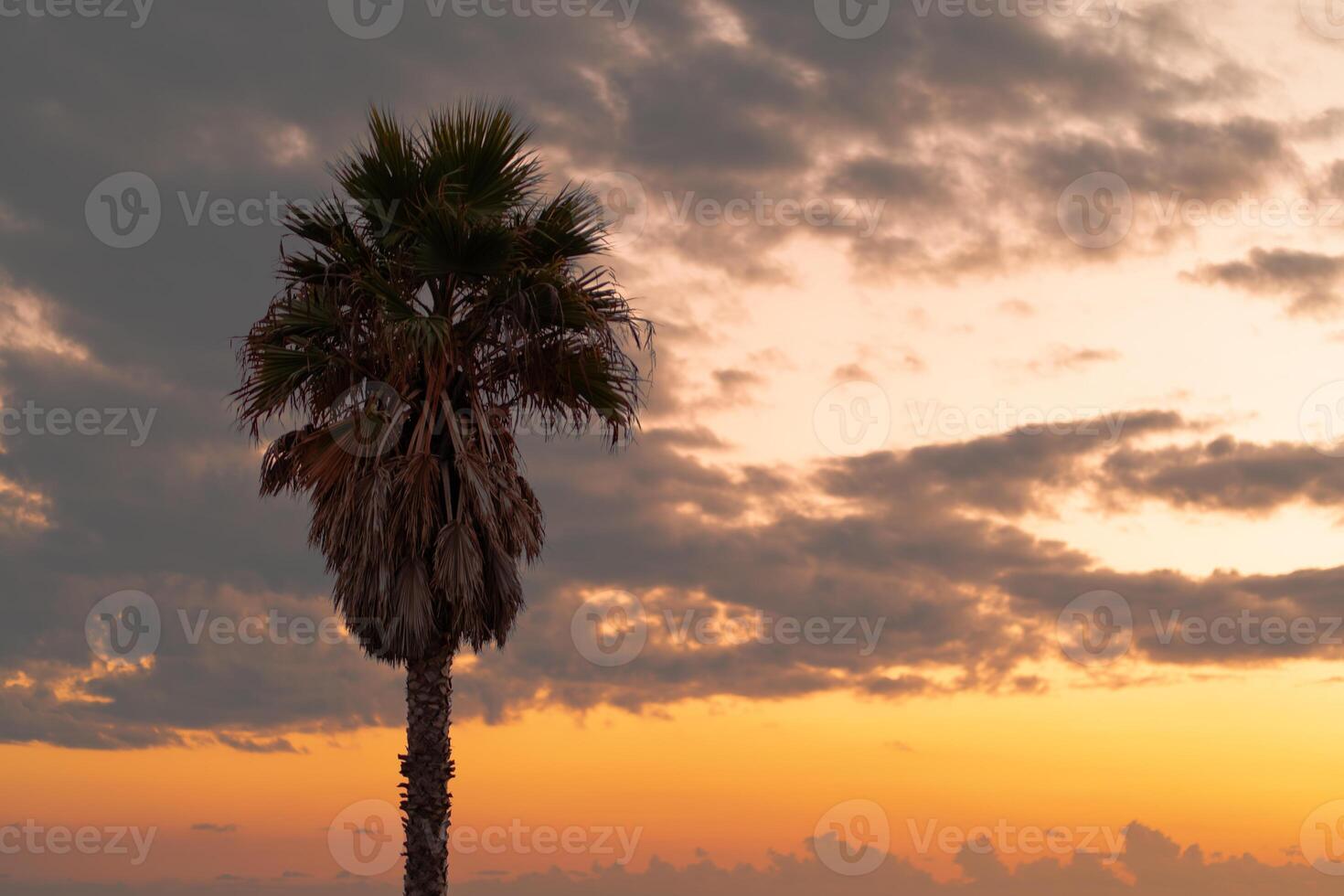 Palm tree against orange sky at sunset photo
