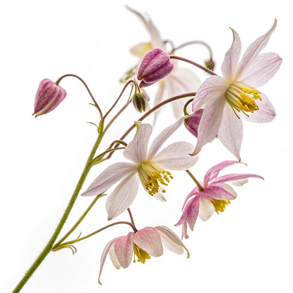 a pink and white flower with green leaves 8 photo