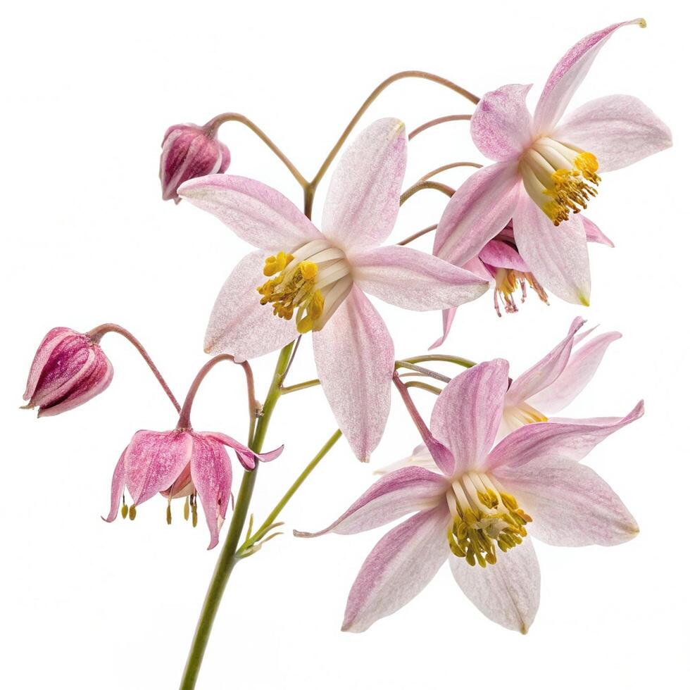 pink columbine flowers on a white background 9 photo