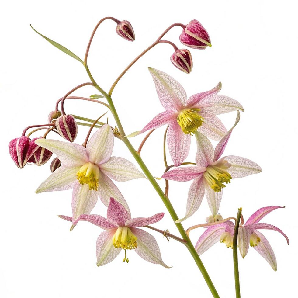 a pink and white flower with green leaves 1 photo
