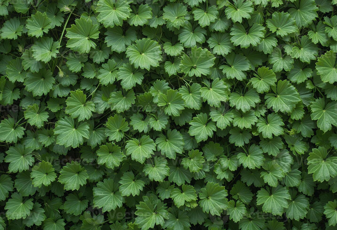 Lush carpet of Lady's Mantle leaves presents a cool, vibrant green texture photo