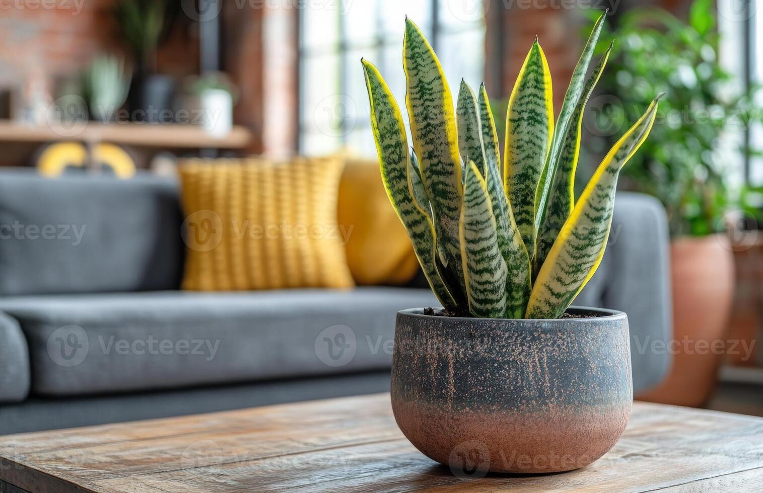 A snake plant sits on a wooden table in front of a couch photo