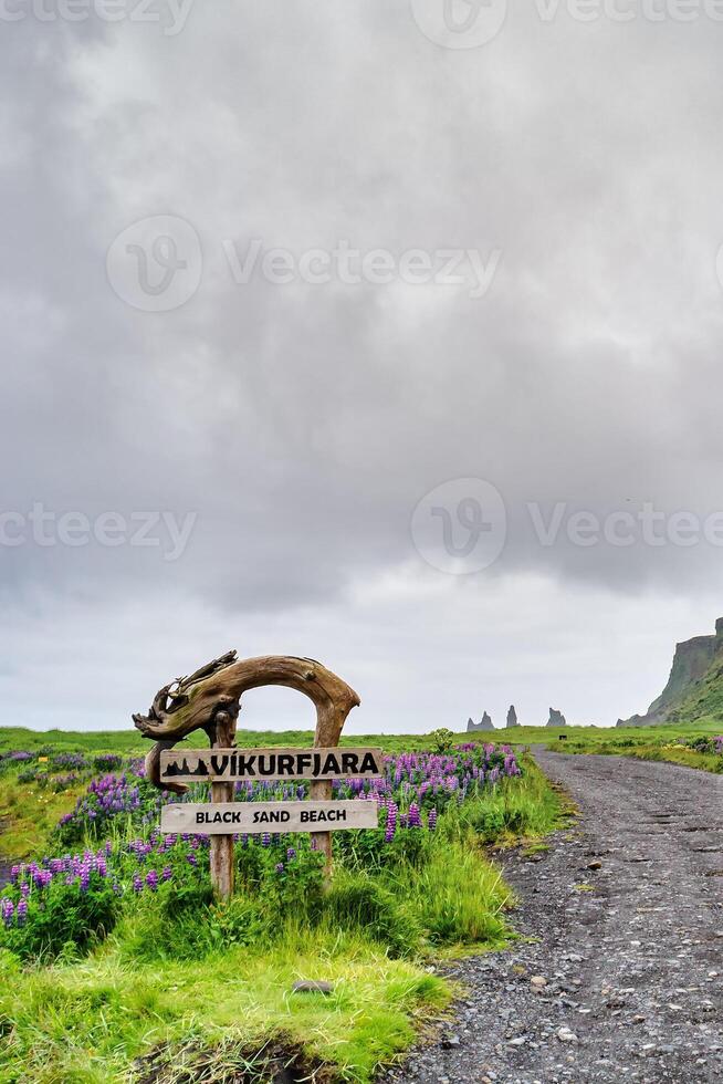 Basalt stacks Reynisdrangar, Vikurfjara info stand, black sand beach and pink lupine flowers at Vik town, Iceland, at summer photo