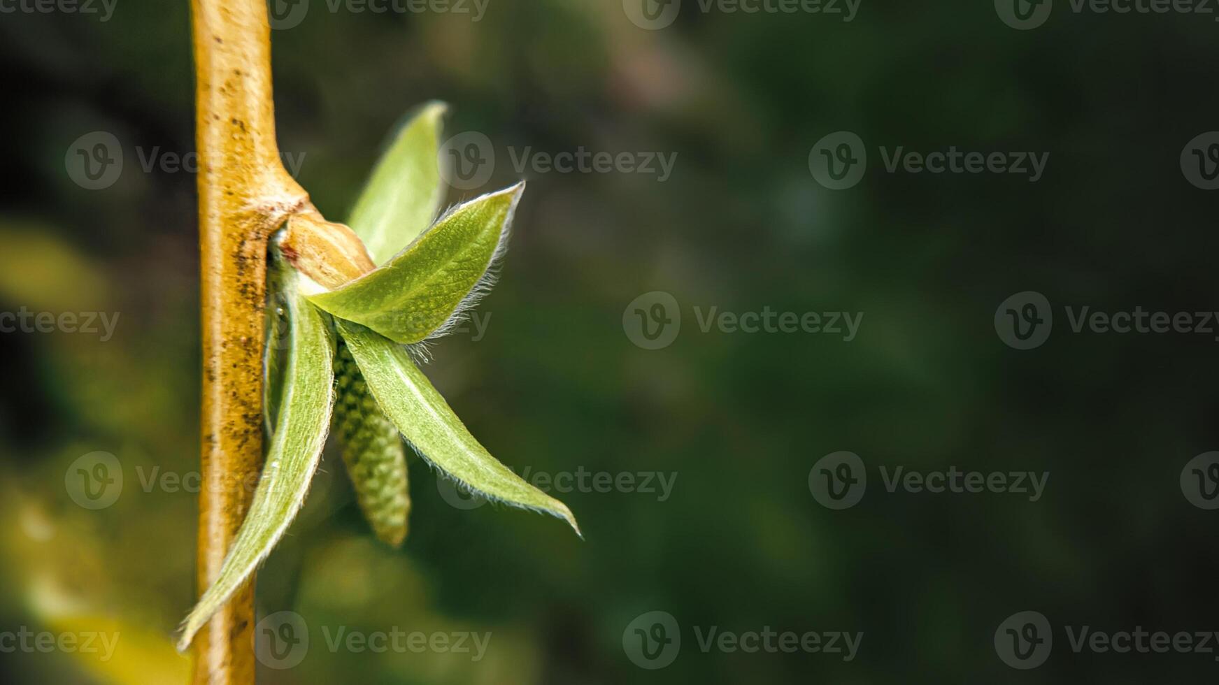 Male flower of Weeping Willow close up, on blurred dark background. photo