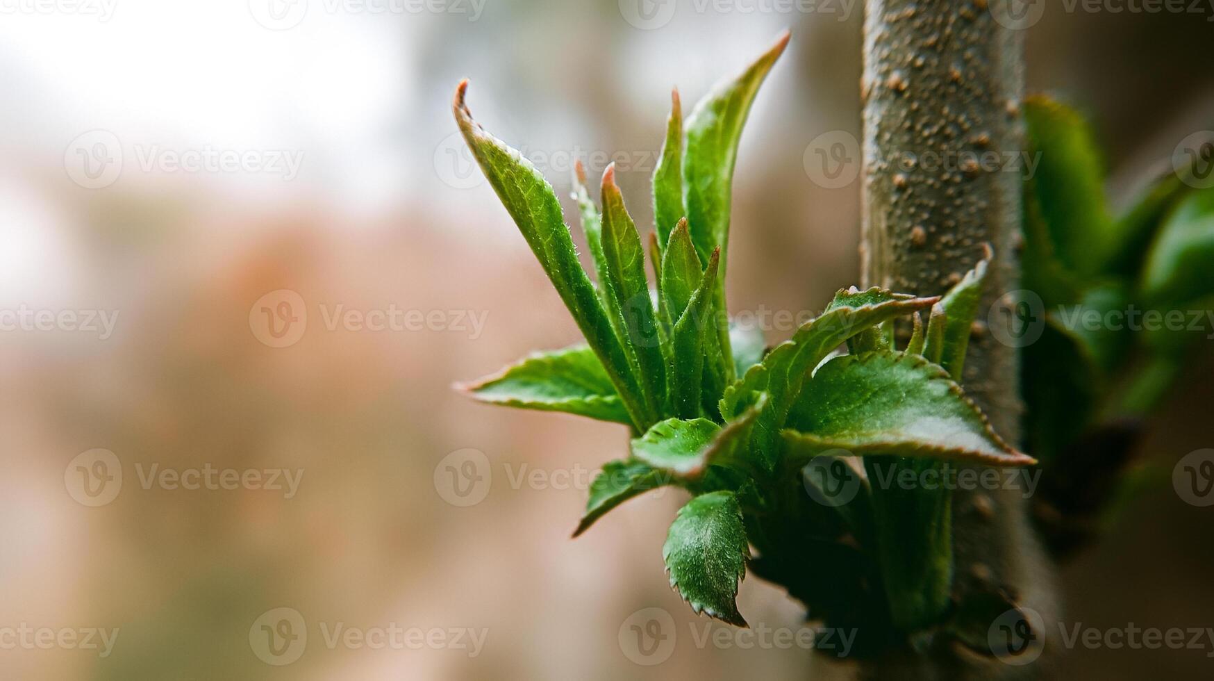 Bush branch with first young green leaves on blurred background photo