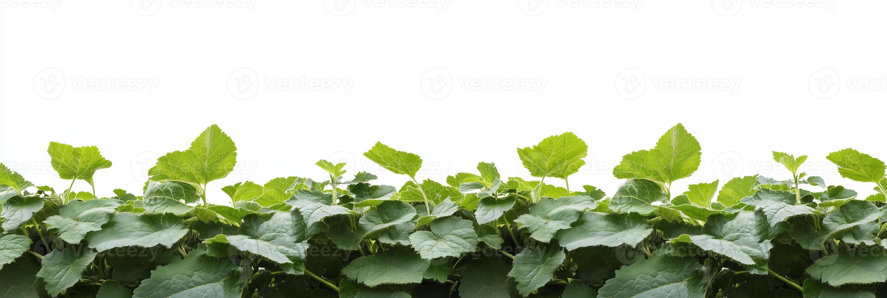 Currant Bush with copy space, photorealistic Currant Bush plant, isolated on white photo