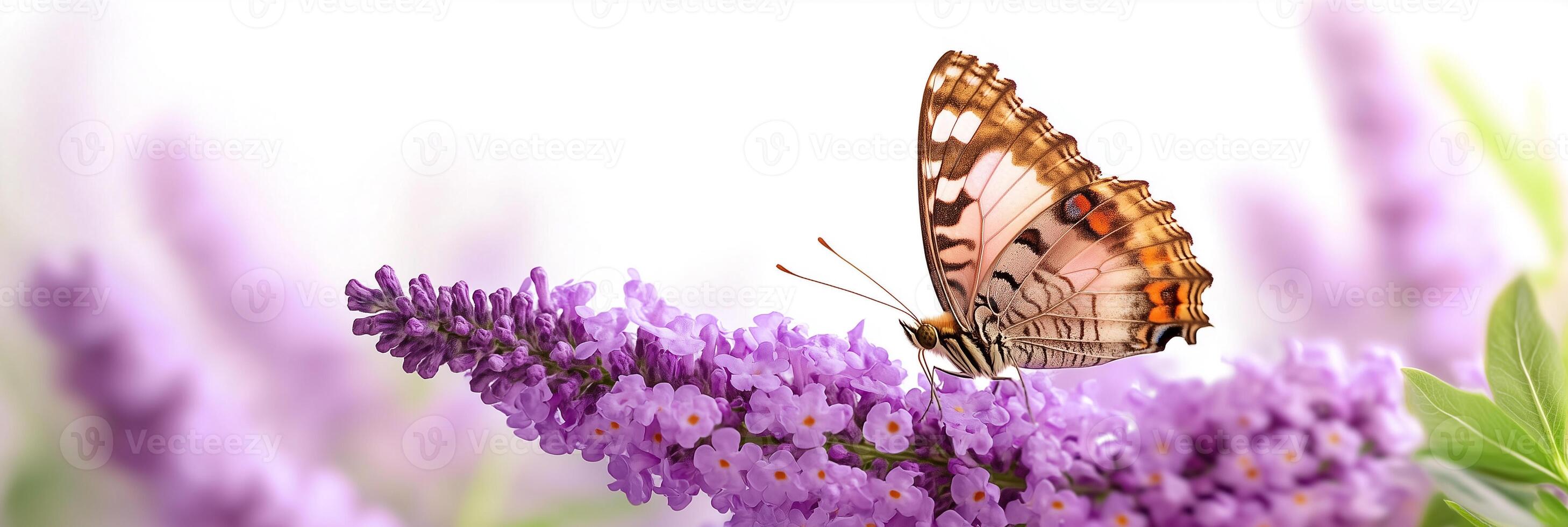 Photorealistic Butterfly Bush with copy space, Butterfly Bush plant setting, isolated on white flower photo