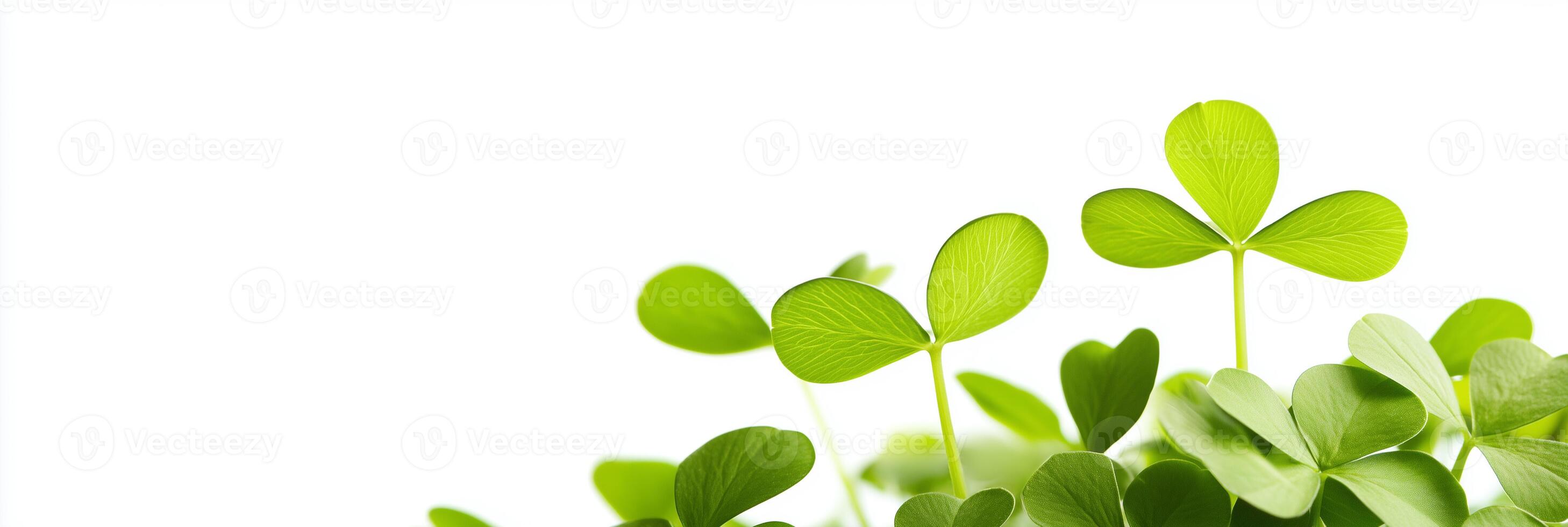 Clover with white space, photorealistic Clover plant, isolated on white Clover photo