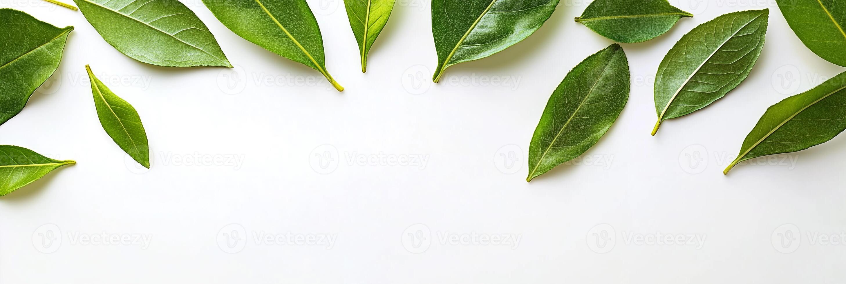 Bay Leaf with copy space, photorealistic Bay Leaf plant, isolated on white photo